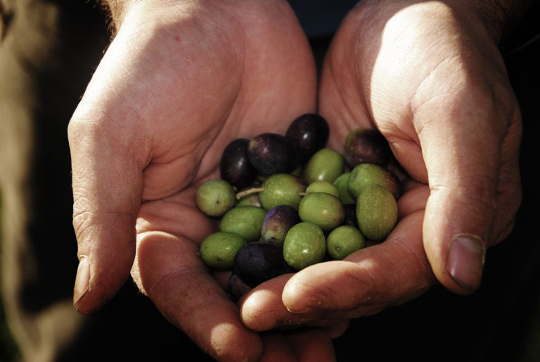mani che mostrano il raccolto delle olive