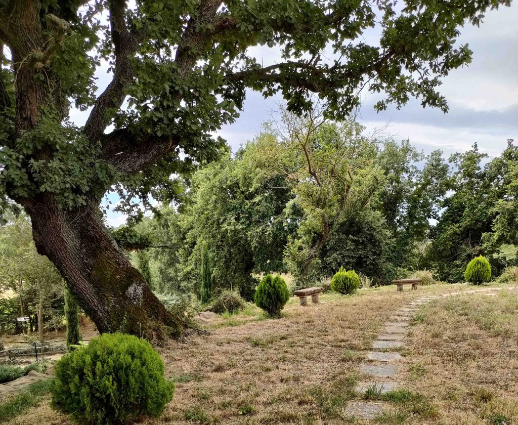 percorso al cascinone tra quercia antiche