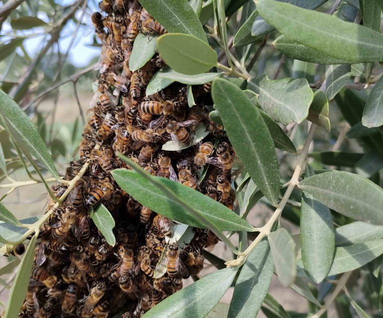 api in sciamatura tra gli ulivi