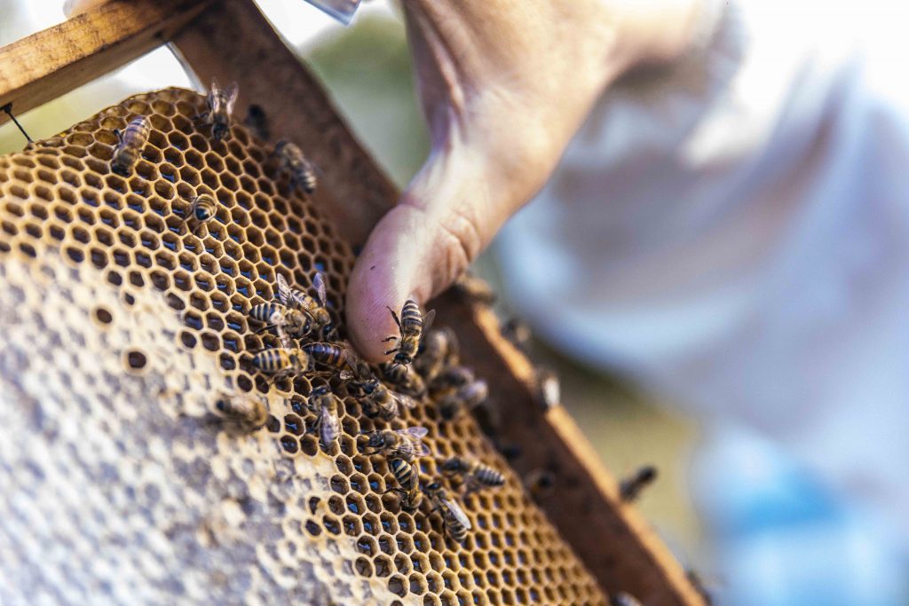 apicoltore con arnia e api
