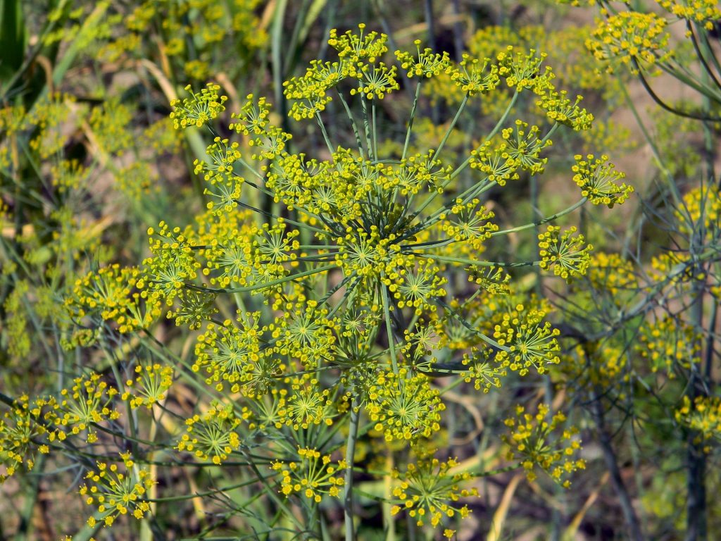 fiori di aneto