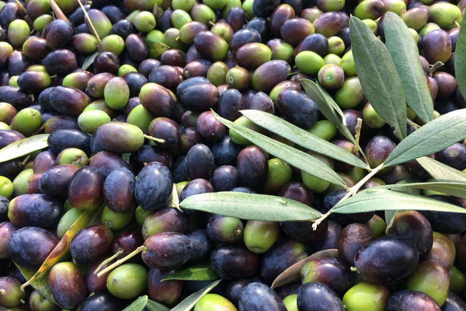 olive appena raccolte