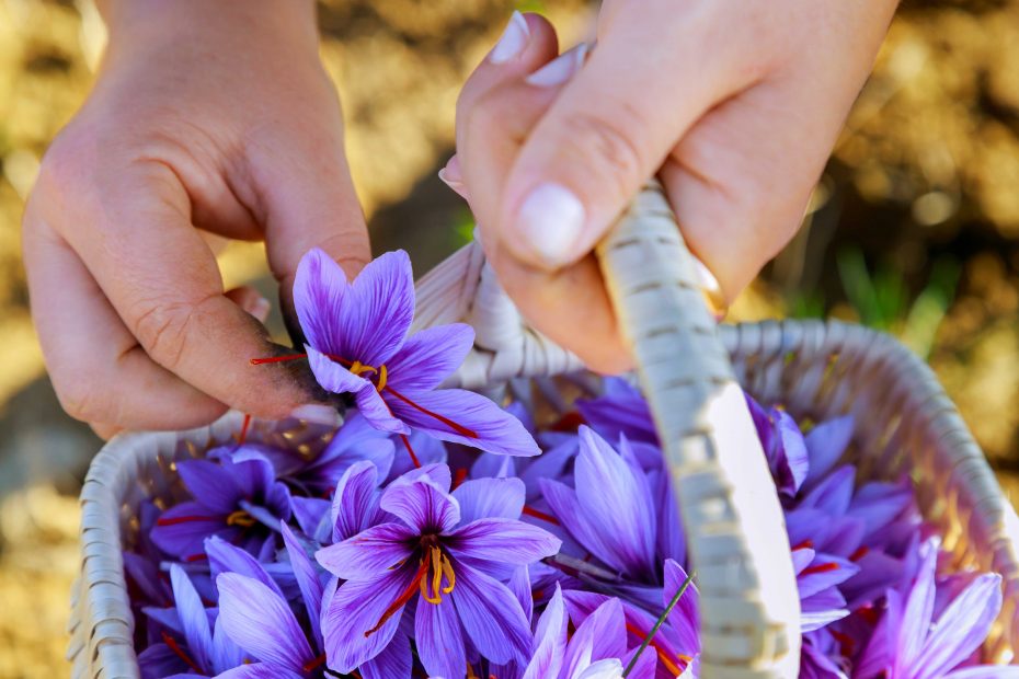 mani che raccolgono fiori di zafferano e li impongono nel cestino di vimini