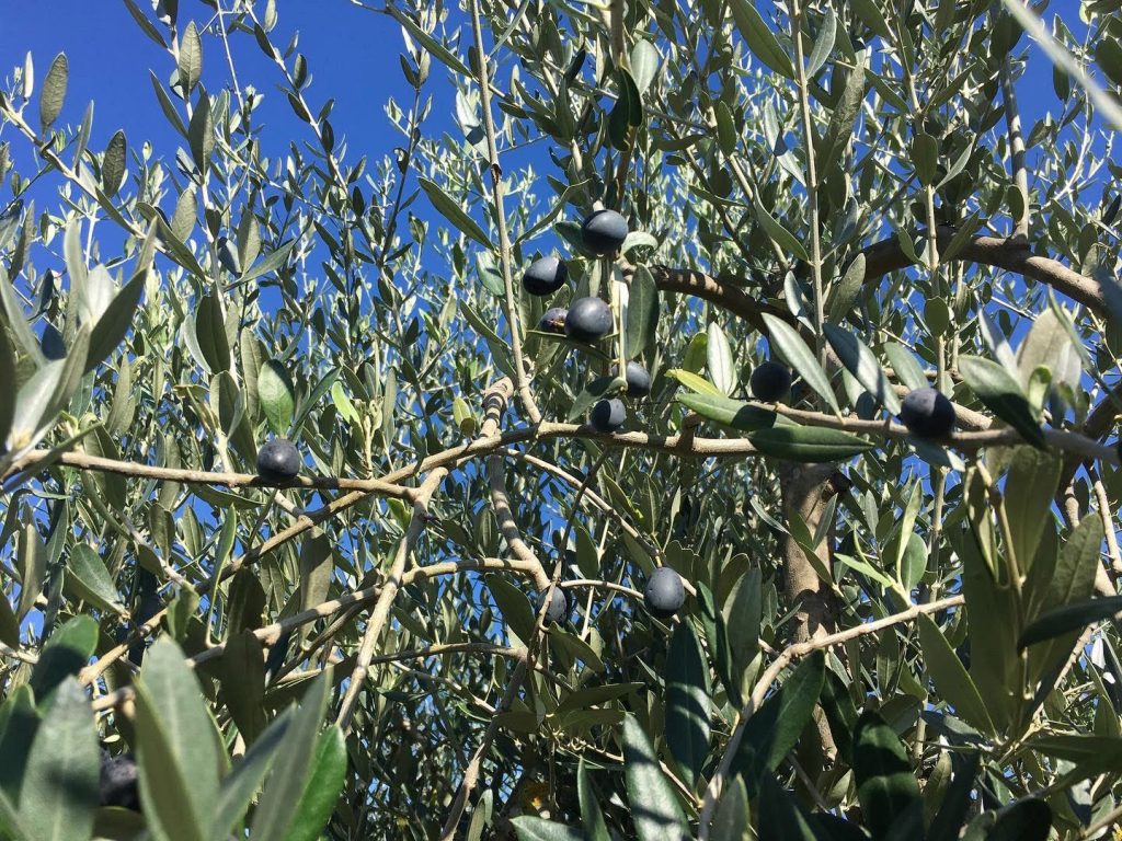 pianta di olivo
